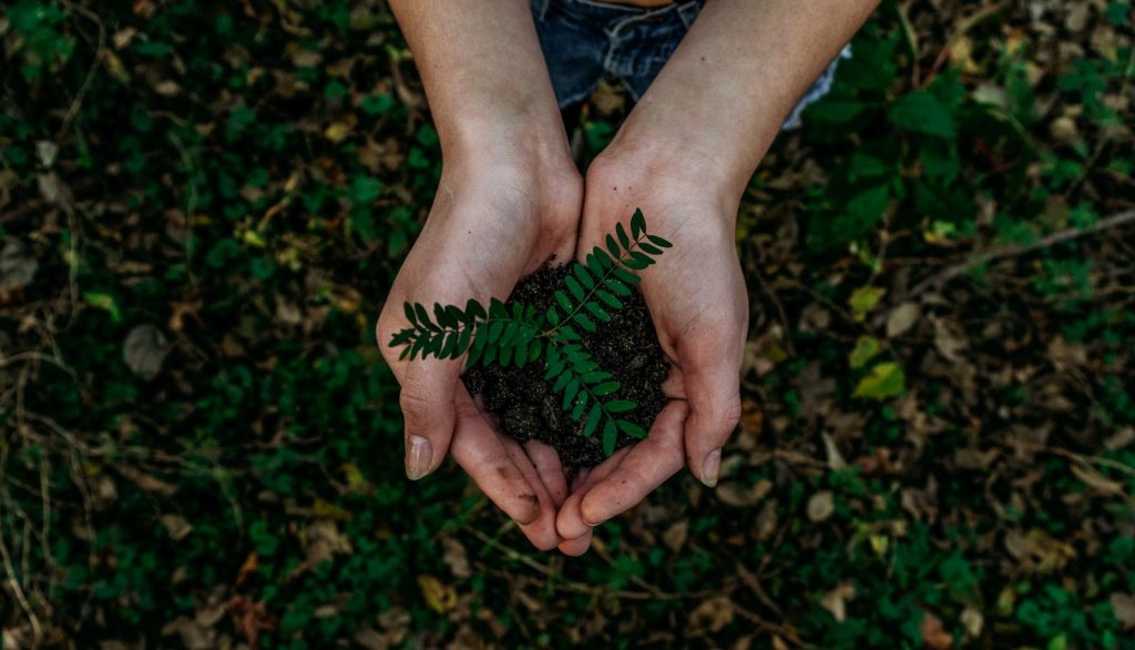 Hands holding a little plant in soil