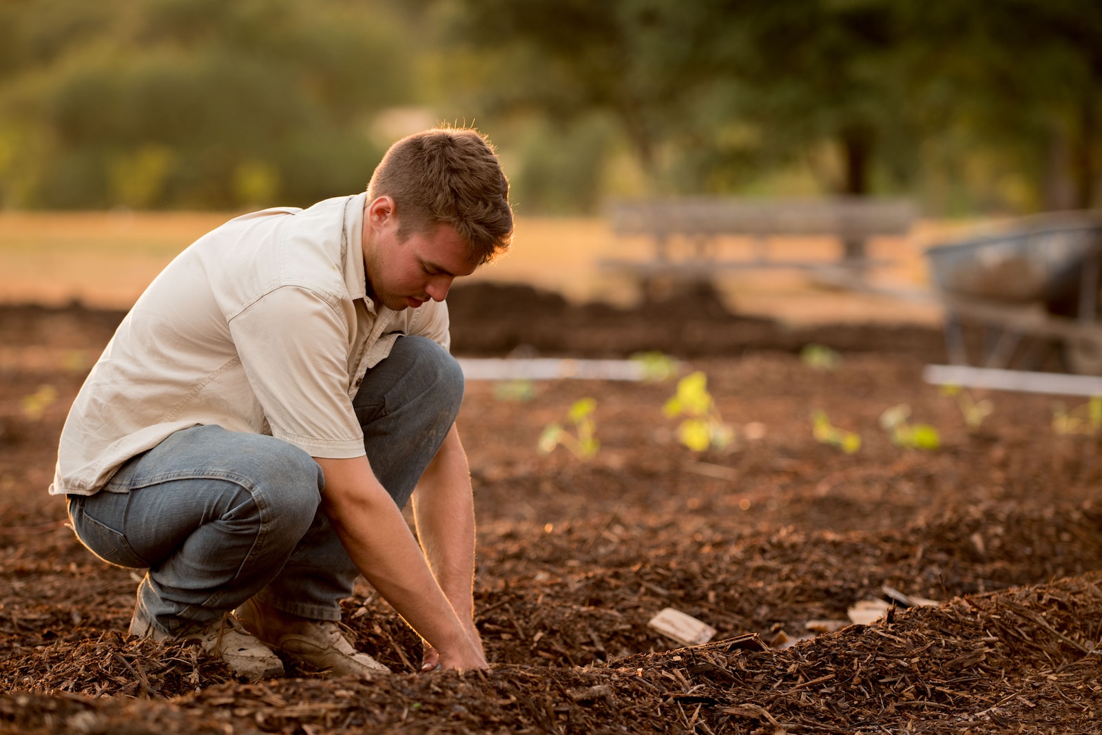 Guy planting trees