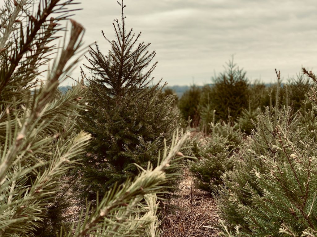 Weihnachtsbaum Farm